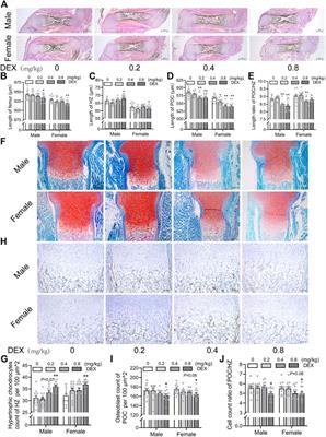 Frontiers The role of chondrocyte to osteoblast trans